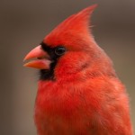 Pas d'autre choix que de lui tirer le portrait !