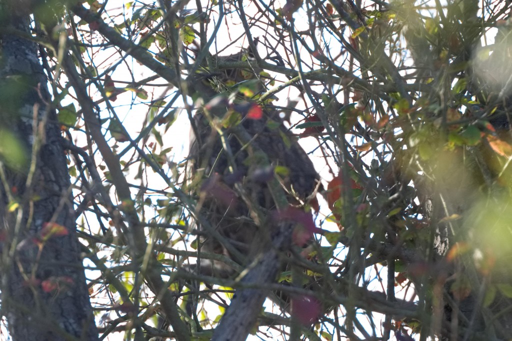 Photo prise 1 heure après qu'il se soit envollé à quelque mètre de moi majestueusement mais par surprise :)