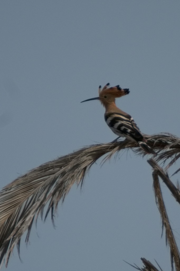 Pas si rare et l'été, c'est facile de les entendre : "hooup Hooup hooup "