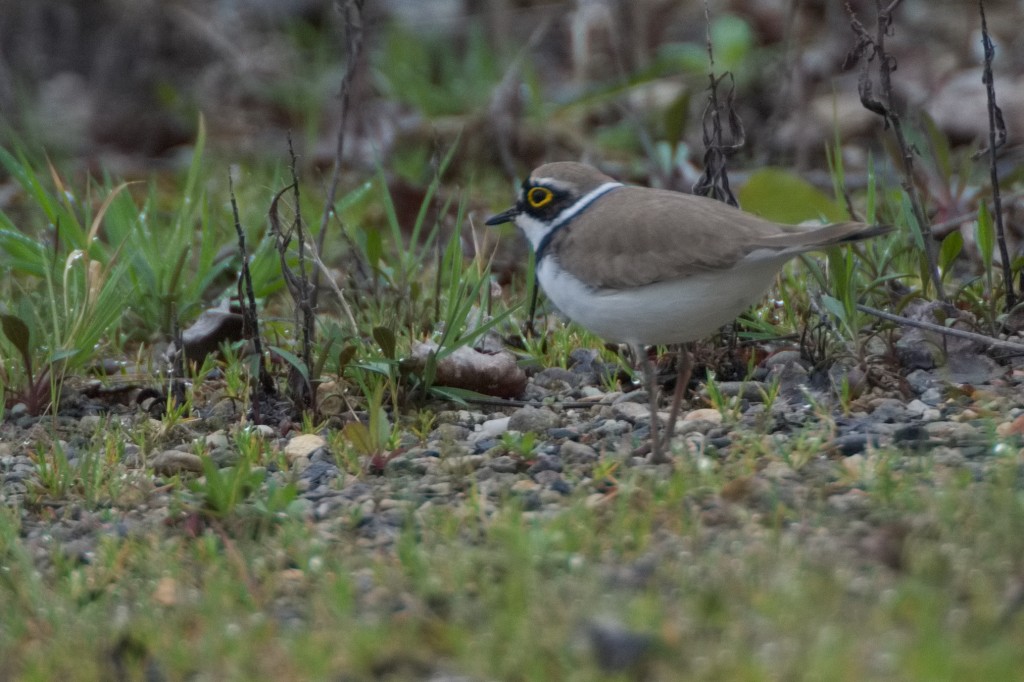 Gravière en dordogne (oiseau typique des gravières)