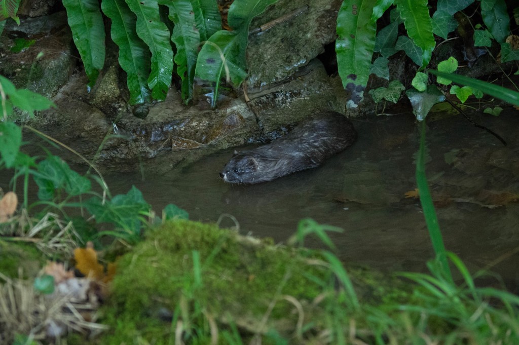 100 individus sur toute la France ....