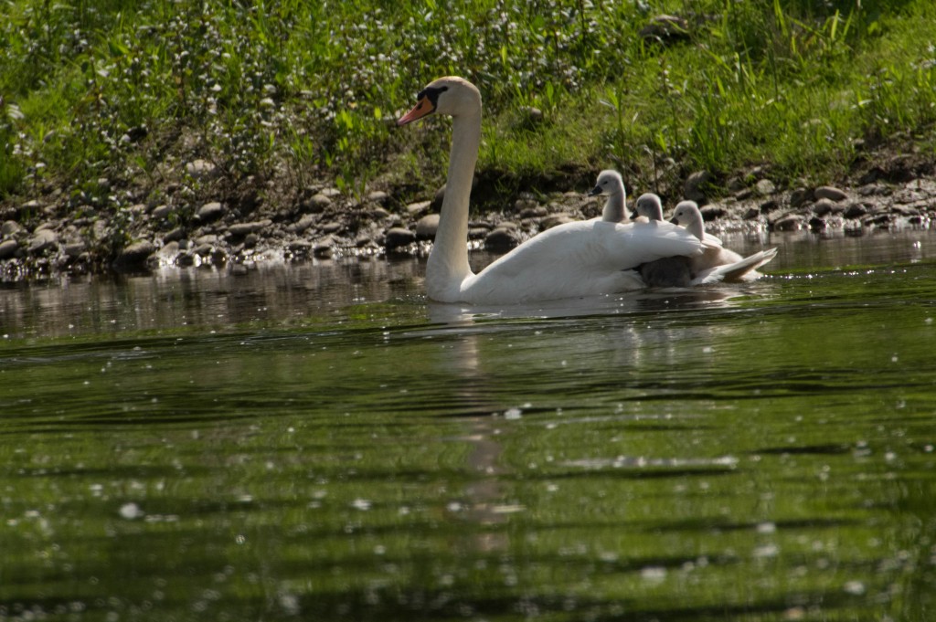 Bonne surprise de découvrir les petit sur le dos de la mère