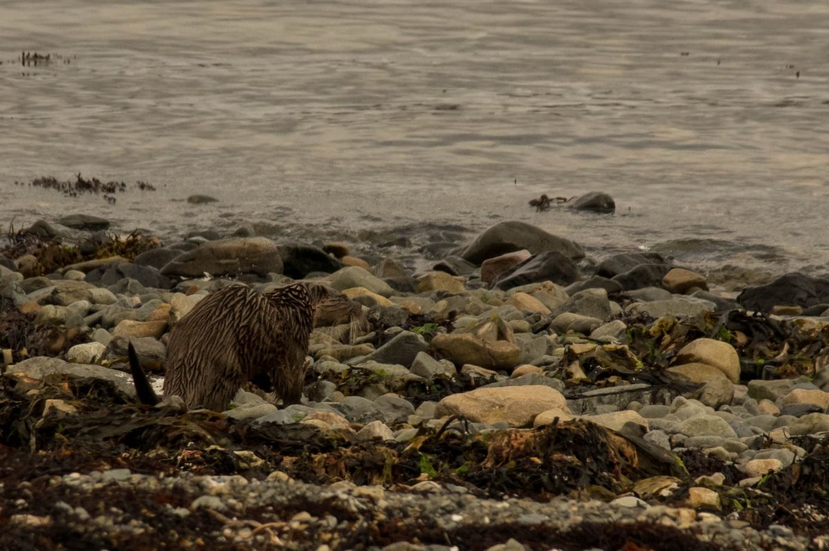 Loutre(j'en verrai 3 en 2 jours)