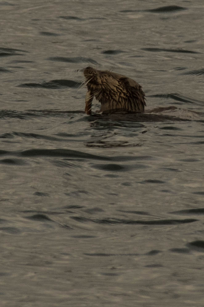 Loutre