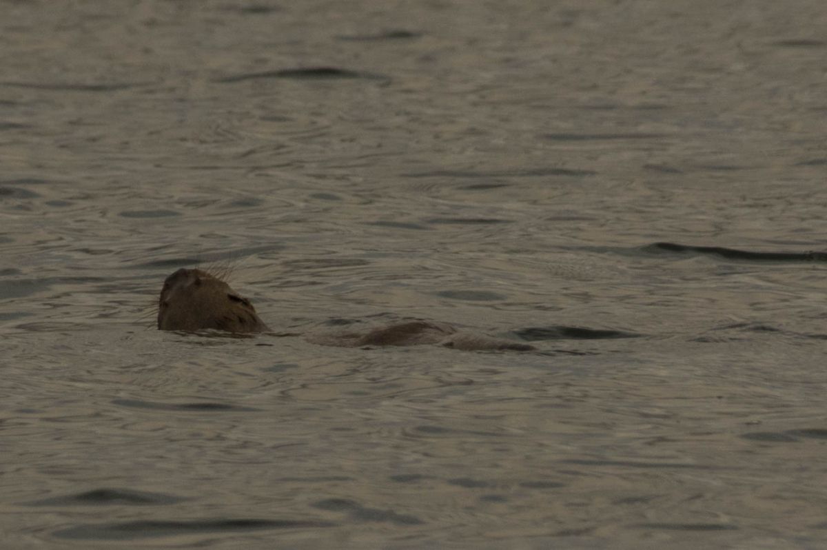 Loutre