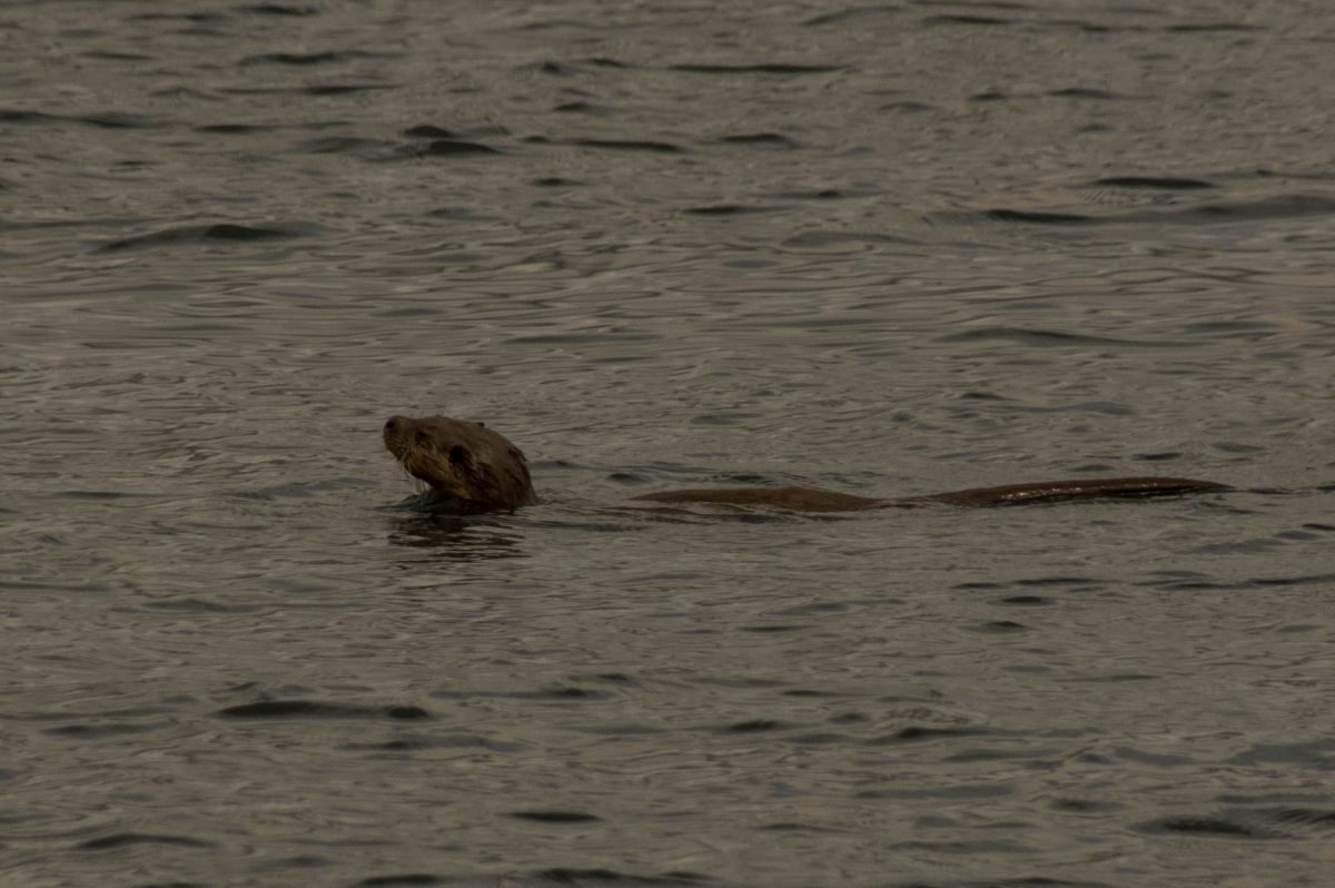 Loutre