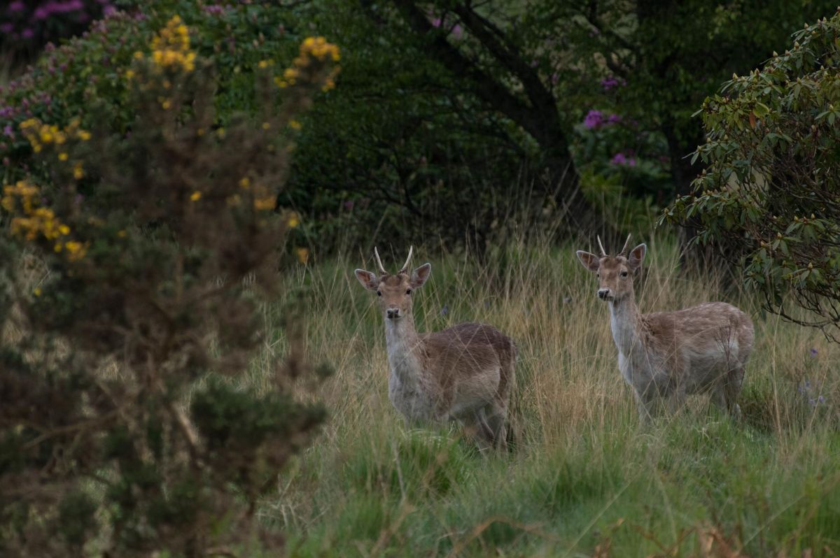 Cerfs Sika 