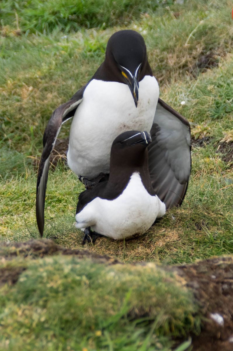 Pingouins torda