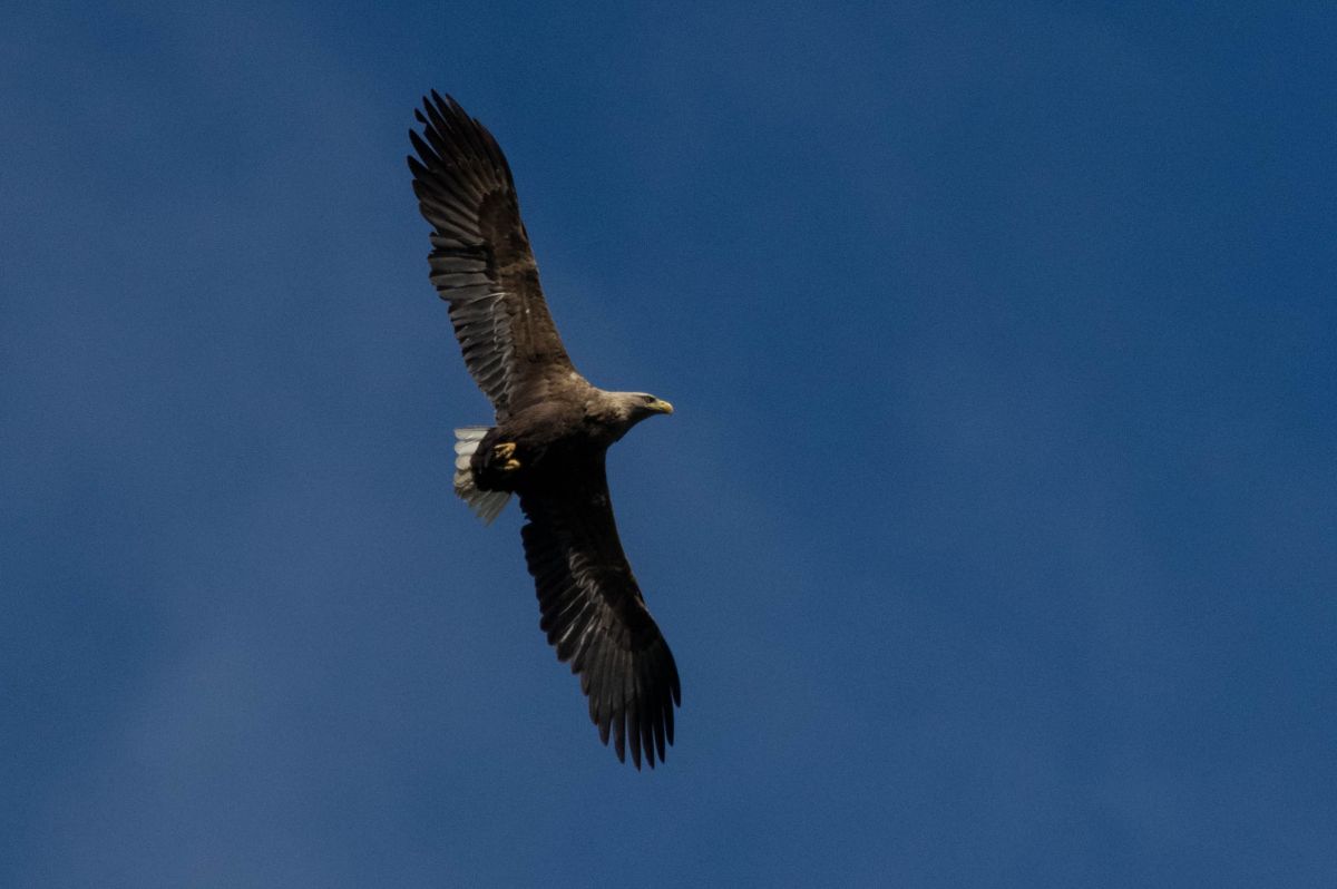  Aigle pêcheur aussi