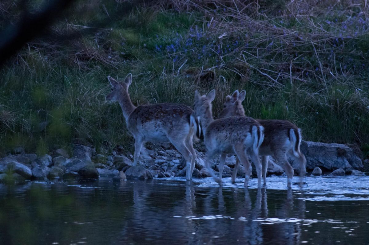 Biche/cerf Sika